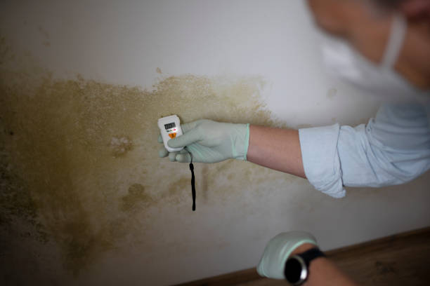 Best Mold Prevention Services  in Schuylkill Haven, PA